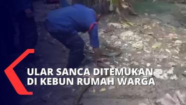 Petugas Damkar Berhasil Evakuasi Ular Sanca Kembang Sepanjang 2,5 Meter dari Halaman Rumah Warga