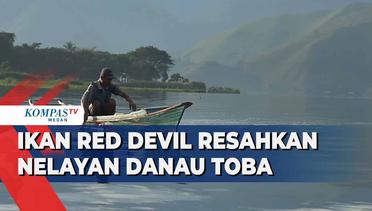 Nelayan di Danau Toba Resah dengan Keberadaan Ikan Red Devil