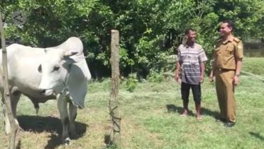 Peternak Konawe bangga sapinya dibeli Presiden
