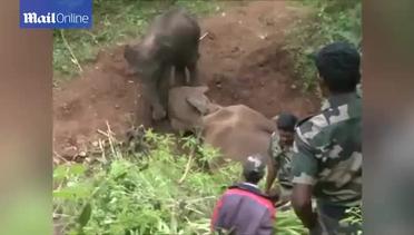 Momen Mengharukan Bayi Gajah Bangunkan Induk Mati
