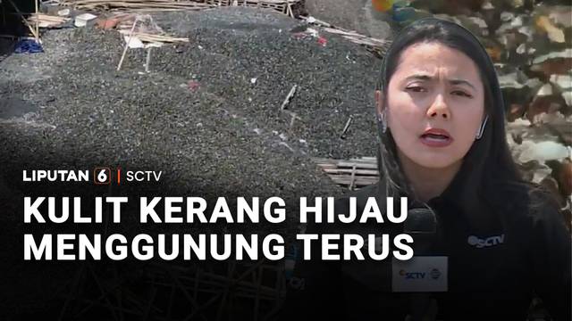 Kulit Kerang Hijau Menggunung Terus | Liputan 6