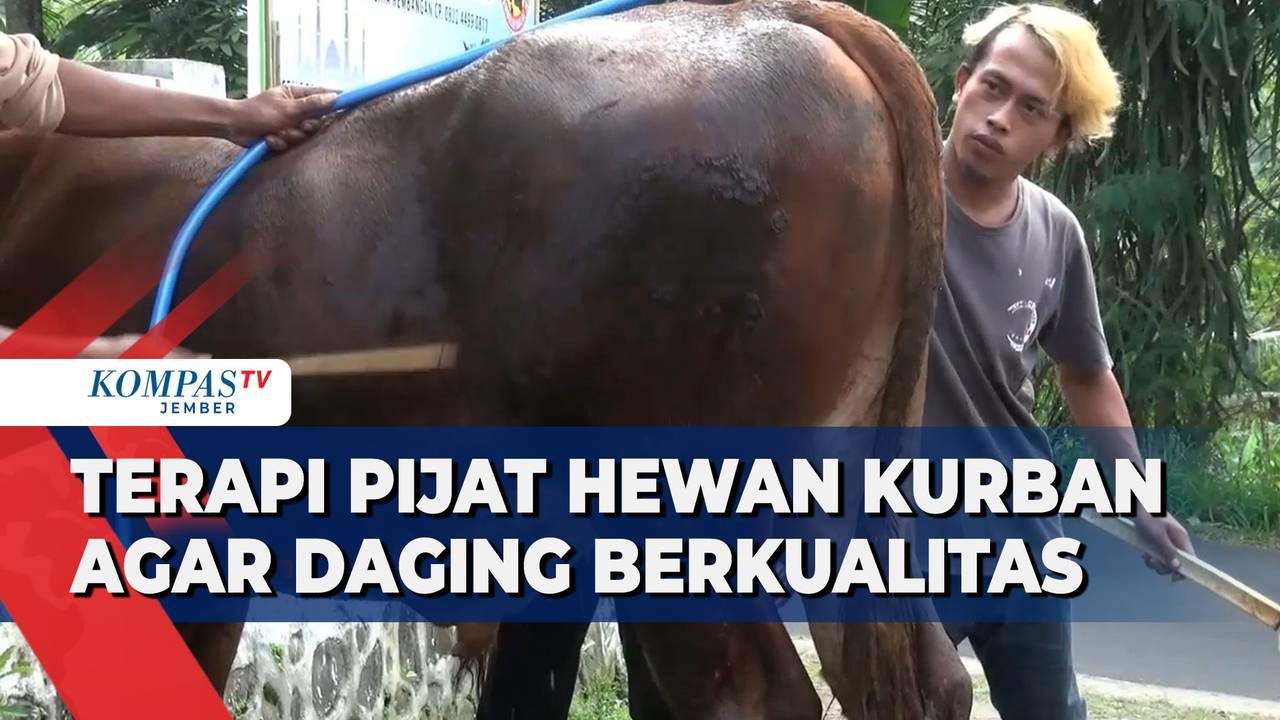 Terapi Pijat Hewan Kurban Agar Tidak Stres dan Daging Berkualitas ...