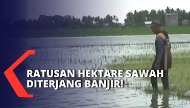 Petani Merugi! Ratusan Hektare Sawah Diterjang Banjir Akibat Curah Hujan & Pendangkalan Muara Sungai