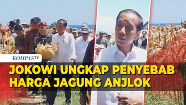 Presiden Jokowi Blak-blakan Ungkap Penyebab Harga Jagung Anjlok