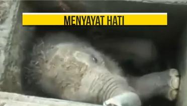 Penyelamatan Dramatis Seekor Anak Gajah