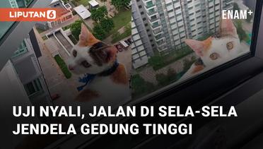 Uji Nyali, Seekor Kucing Jalan-Jalan di Sela-Sela Jendela Gedung Tinggi