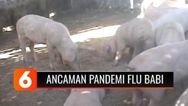 Meski Belum Ada Kasus di Indonesia, Kemenkes Ingatkan Flu Babi Berpotensi Jadi Pandemi Baru