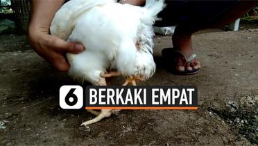Geger, Ayam Berkaki Empat di Sumatra Barat