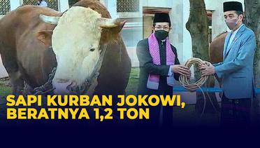 Presiden Jokowi Serahkan Sapi Kurban ke Istiqlal, Jenis Simental Beratnya 1,2 Ton!