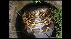 ular besar 17,5 meter hidup di dalam sumur tua