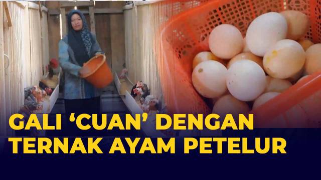 ternak ayam video