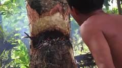 Cara Kuno - Menebang Pohon Dengan Api