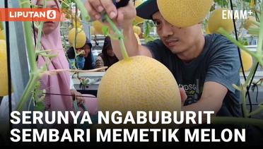 Bisa Petik Sendiri, Kebun Melon di Pangandaran Ramai Dikunjungi Saat Ngabuburit