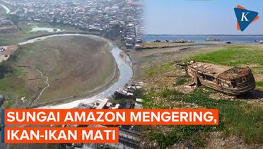 Penampakan Sungai Amazon Mengering, karena Apa?