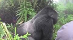 Sekelompok Wisatawan Tiba-Tiba Dikejutkan Sekawanan Gorila