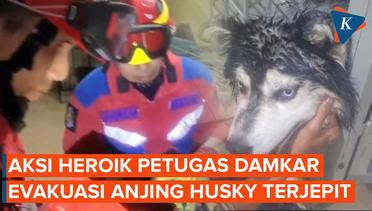 Damkar Evakuasi Anjing Husky yang Kepalanya Nyangkut di Kandang