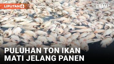 Siap Panen untuk Lebaran, Puluhan Ton Ikan di Boyolali Mati Mendadak