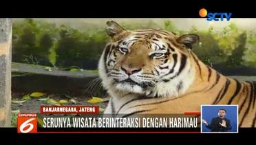 Uji Nyali Beri Makan Harimau di Taman Margasatwa Serulingmas Banjarnegara - Liputan 6 Siang
