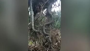 Penampakan ular Anaconda Sepanjang 6 Meter
