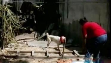 Kisah Keluarga Penyelamat Anjing yang Ada di Banyuwangi