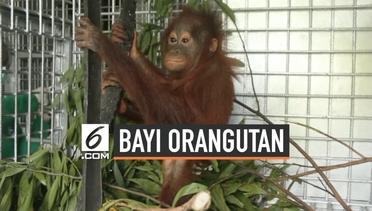 Evakuasi Bayi Orangutan yang Dipelihara Warga Ketapang