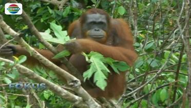 Melihat Lebih Dekat Kehidupan Orangutan di Alam Liar - Fokus Malam