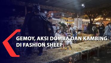 Gemoy, Aksi Domba dan Kambing di Fashion Sheep Sukoharjo