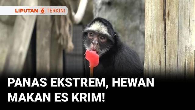 Gelombang Panas 40?C, Hewan di Brasil Diberi Es Krim untuk Bertahan | Liputan 6