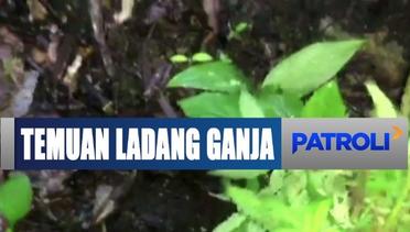 Polisi Temukan Ladang Ganja di Bukit di Pagar Alam, 2 Orang Ditangkap