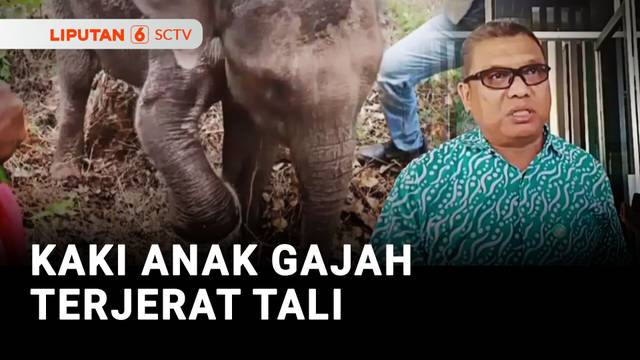 Kaki Anak Gajah Terjerat Tali | Liputan 6