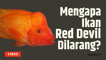 Mengenal Ikan Red Devil yang Pernah Jadi Masalah Serius di Danau Toba| SINAU