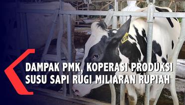 Dampak Wabah PMK, Koperasi Pengelola Susu Sapi Rugi Miliaran Rupiah