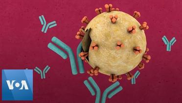 Coronavirus- Antibodies as your ticket back to work