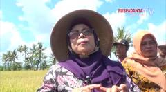 Panen Raya Padi 100 Ha GAPOKTAN BIMO MAKMUR Di Rogobangsan Bimomartani Sleman Yogyakarta Seg 2