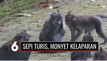 Bali Masih Sepi Turis, Monyet-monyet di Hutan Sangeh Mulai Kelaparan | Liputan 6