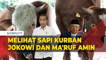 Melihat Sapi Kurban Jokowi dan Maruf Amin di Masjid Istiqlal