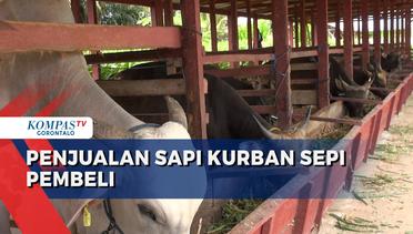 Banyaknya Pedagang Hewan Kurban Musiman, Penjualan Sapi Ternak di Gorontalo Sepi Pembeli
