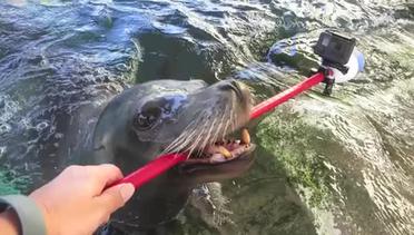 Unik, Rekaman Selfie Karya Singa Laut