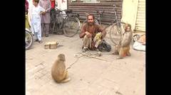 Monyet Vs Pria India