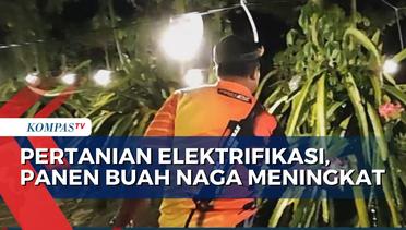 Pertanian Elektrifikasi Dongkrak Produktivitas Pertanian, Petani Buah Naga Raih Omzet Berlipat!