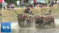 Thailand- Prized Buffaloes Participate in Muddy Race