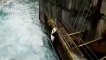 Jendela Dunia: Panda Liar Terjebak di Atas Bendungan Sichuan
