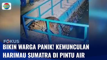 Kemunculan Harimau Sumatra di Pintu Air Pasaman Barat, Warga Diimbau Tak Beraktivitas | Fokus