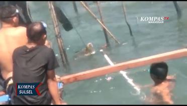 Buaya 3 Meter Tersangkut Di Jaring Nelayan