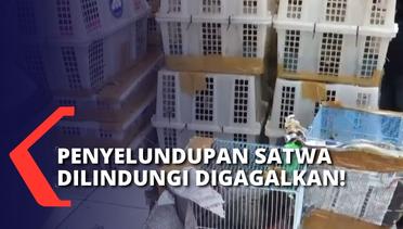 Polisi Pelabuhan Bakaheuni Lampung Gagalkan Penyelundupan Ribuan Satwa Dilindungi dari Medan!
