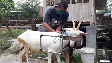 Murahnya Harga Susu Kambing Segar untuk Menangkal Corona Covid-19 di Cilacap
