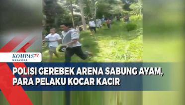Polisi Gerebek Arena Sabung Ayam, Para Pelaku Kocar Kacir