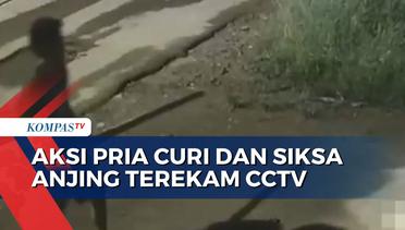 Terekam CCTV! Aksi Pria Curi dan Siksa Anjing Sampai Mati di Medan