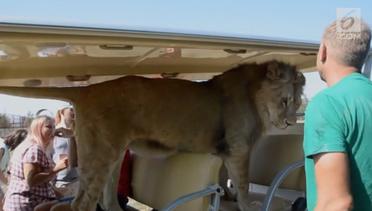 Sensasi Naik Mobil bareng Singa di Taman Safari