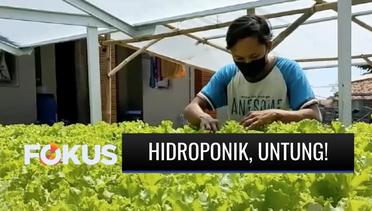 Sambil Kuliah Online, Mahasiswa Asal Pati Ini Bertanam Selada Hidroponik dengan Omzet Jutaan Rupiah | Fokus